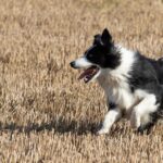 Common-health-issues-in-Border-Collies-and-how-to-prevent-them._and_Central-American-cuisine-1024×532-1