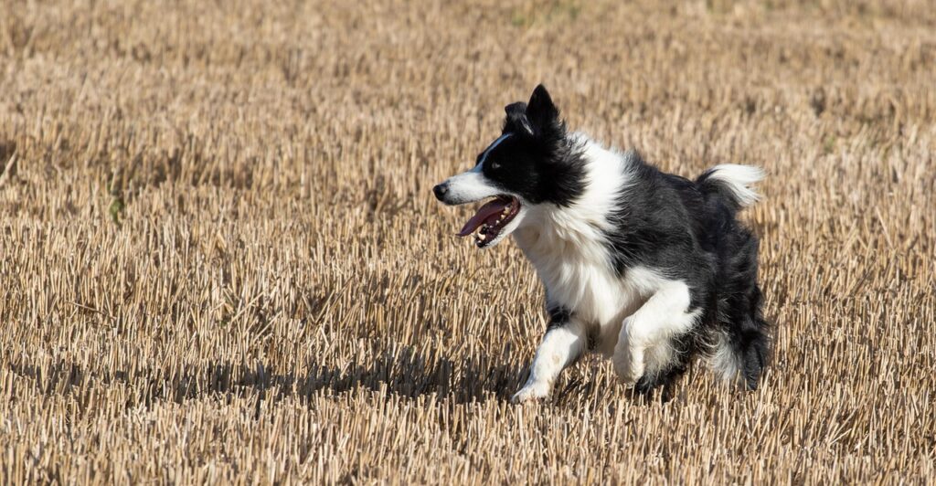 Common Health Issues In Border Collies And How To Prevent…