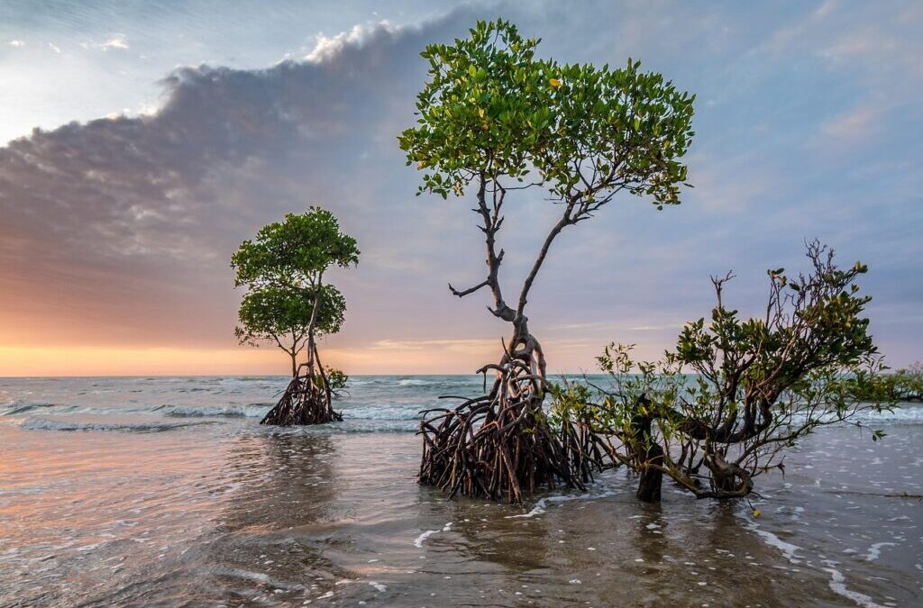 Community-driven Climate Rescue | The Hidden Heroes Of Climate Change:…