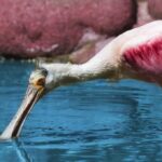 Coulrophobia-Fear-of-clowns_and_12.-Great-Salt-Lake-Migratory-Birds-1024×680-1