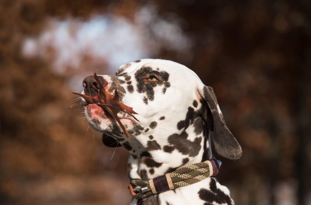 Dalmatian / Meet The Spotted Wonder: Dalmatian Dogs! Have You…