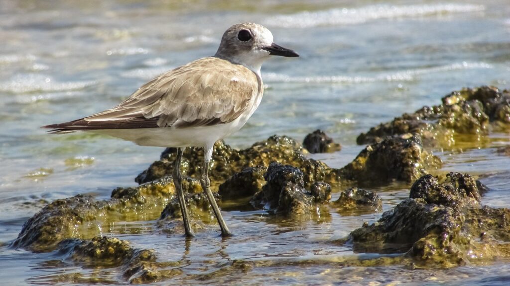 Effects On Local Wildlife And Ecosystems | The Great Salt…