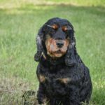 English-Springer-Spaniel_and_Water-economics-case-studies-1024×682-1