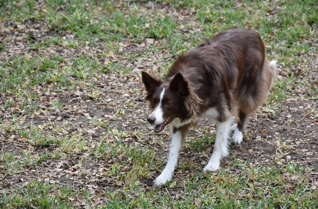 Exercise Routines To Keep Your Border Collie Fit. – Border…