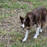 Exercise-routines-to-keep-your-Border-Collie-fit._and_Quinoa-1024×682-1