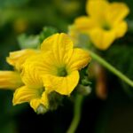 Exploring-Kansas-melons-in-recipes_and_Fads-1024×682-1