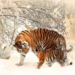 Family_and_Backcountry-snowcat-tours-Rockies-1024×660-1