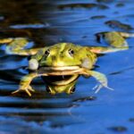 Frog_and_19.-Water-Reuse-Strategies-1024×514-1