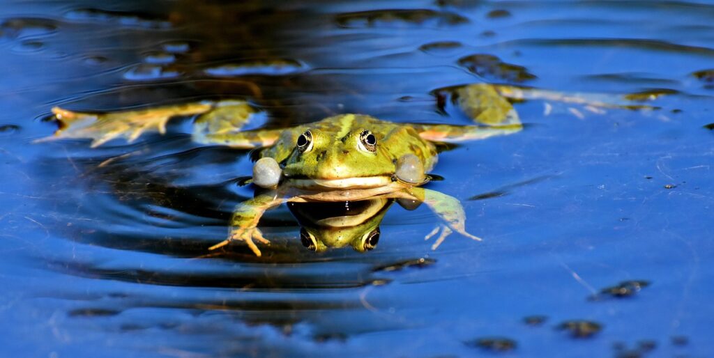 Frog – Ribbit, Ribbit, Let’s Learn About Frogs! TL;DR -…