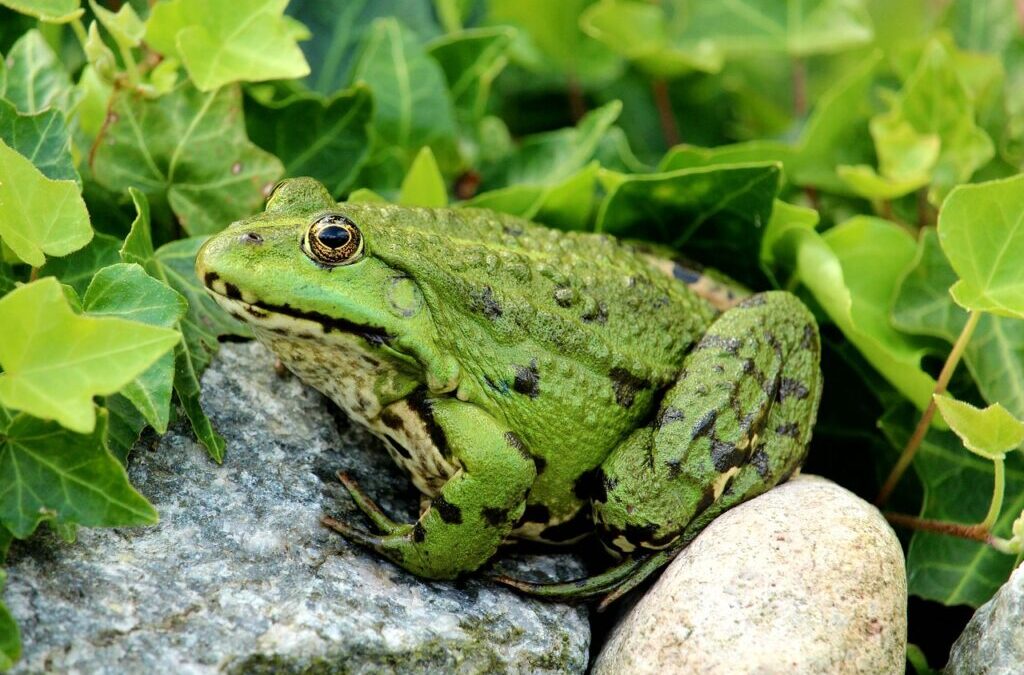 Frog ~ The Amazing World Of Frogs! 🐸 TL;DR -…