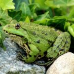 Frog_and_Tangy-1024×682-1