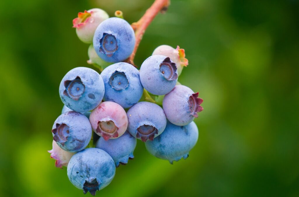 Fruits: A Colorful World: Discover The Wonders Of Fruits! TL;DR…