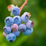 Fruits_and_Asian-inspired-risotto-seasoning-1024×769-1