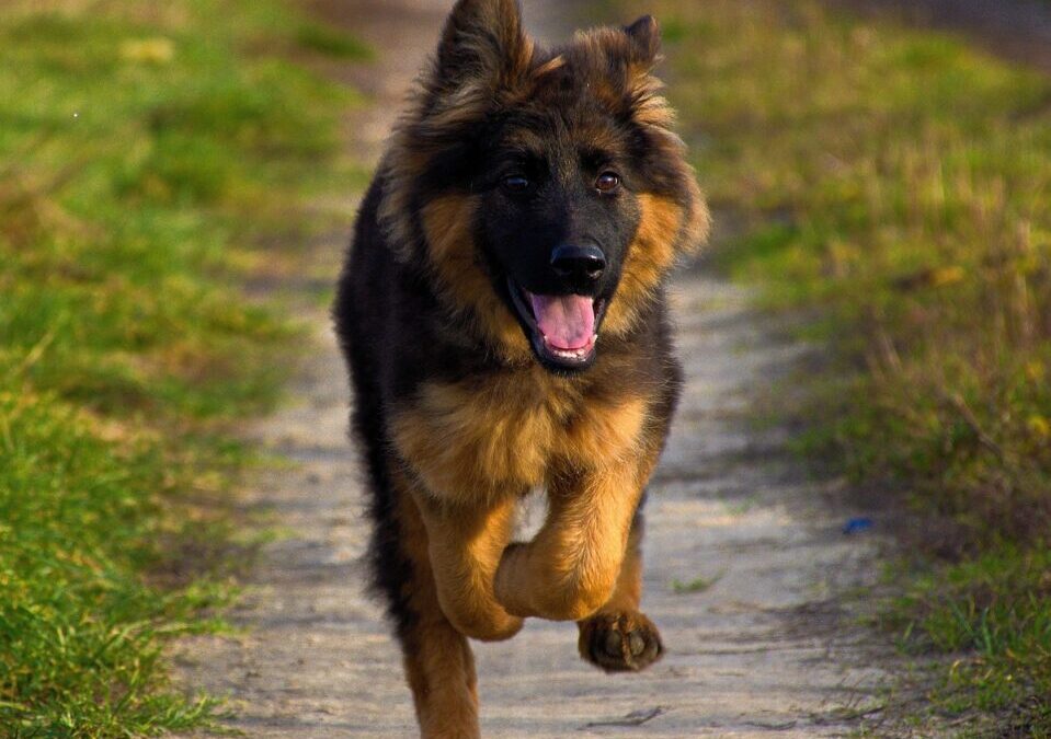 German Shepherd | The Amazing German Shepherd: Loyal And Smart…