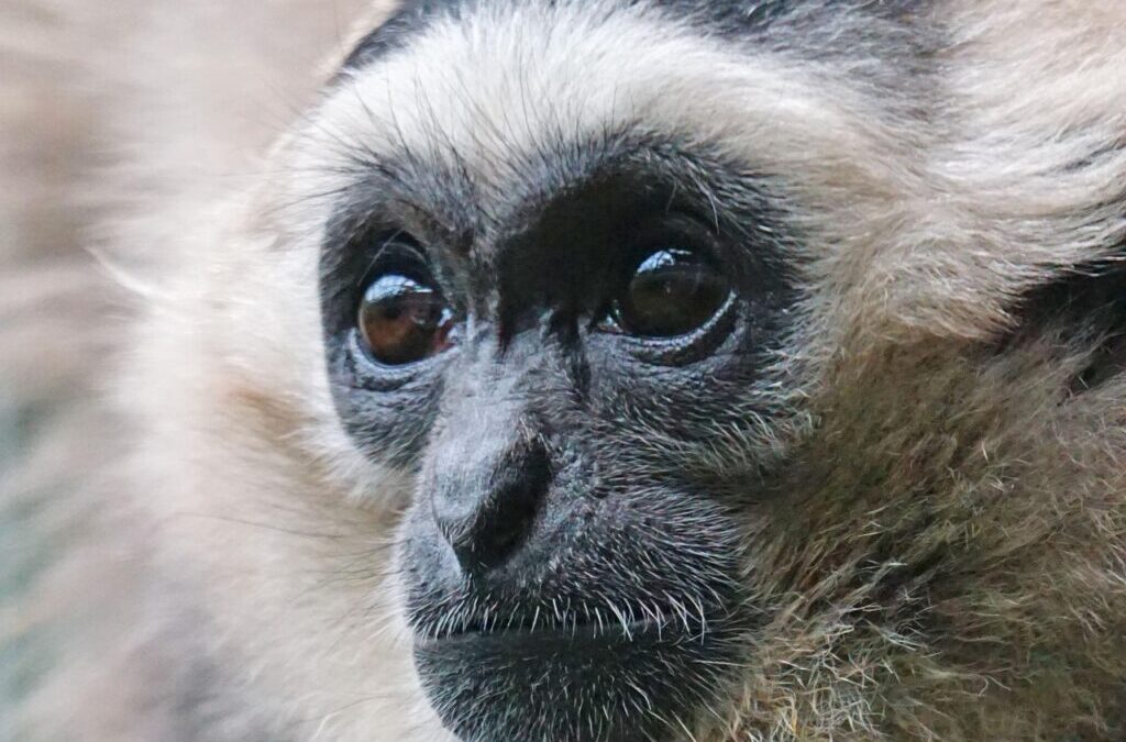 Gibbon / The Amazing Gibbon: A Swinging Life In The…