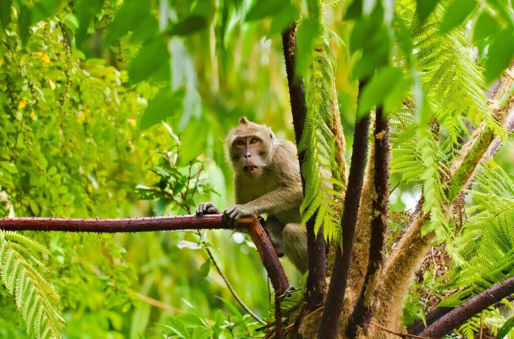 Gibbon – Gibbons: The Amazing Tree Swingers! TL;DR – Get…