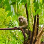 Gibbon_and_Water-conservation-in-landscaping-1024×682-1