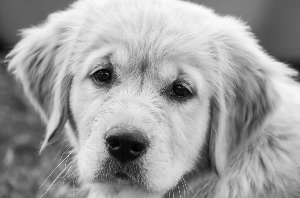 Golden Retriever / Golden Retrievers: The Perfect Family Dog TL;DR:…