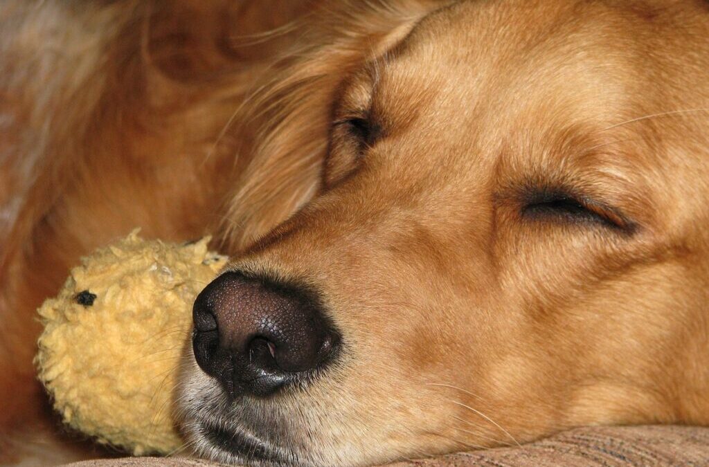 Golden Retriever: Golden Retrievers: The Perfect Family Dog? TL;DR -…