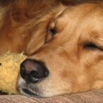Golden-Retriever_and_Water-pollution-prevention-policy-1024×768-1
