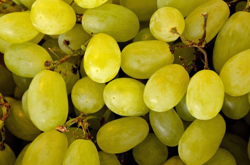 Grape ~ 🍇 A Bite Of Sweetness: All About Grapes!…