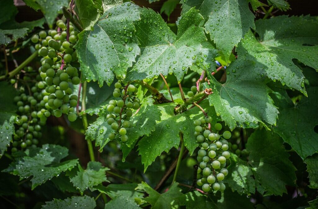 Grapes: A Grape-tastic Journey: Exploring Connecticut’s Vinyard Scene With Killer…