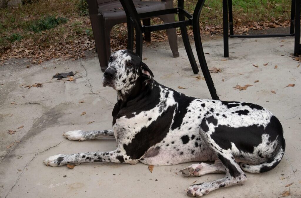 Great Dane ~ Meet The Gentle Giant: The Great Dane…
