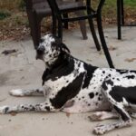 Great-Dane_and_SEO-Keywords-for-Past-Events-Highlights-1024×682-1