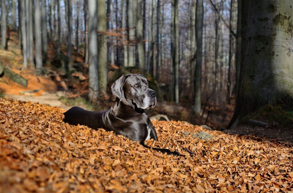 Great Dane » Meet The Gentle Giants: Great Danes! TL;DR…