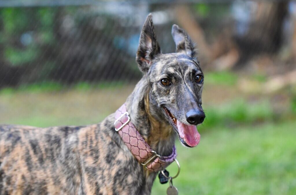Greyhound » The Greyhound Story: A Ride Through Time TL;DR…