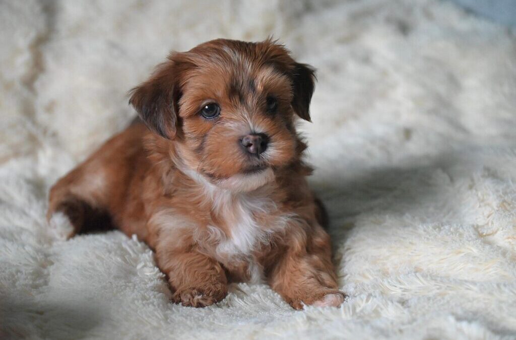Havanese / Meet The Havanese: A Fluffy Friend With A…