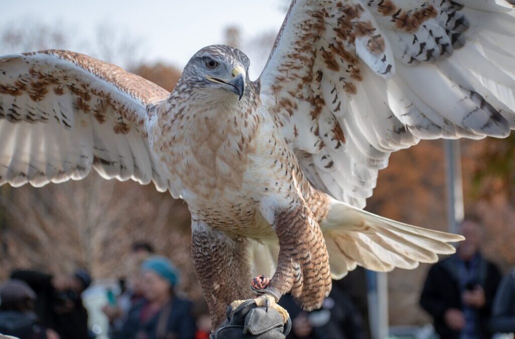 Hawk ~ Hawks: Masters Of The Sky Have You Ever…