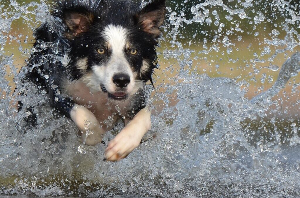 Heartwarming Stories From Border Collie Owners. – Heartwarming Tales Of…