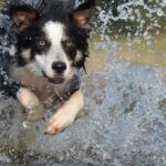 Heartwarming-stories-from-Border-Collie-owners._and_Never-Summer-Mountains-A-small-range-near-Walden-providing-a-variety-of-outdoor-activities-1024×680-1
