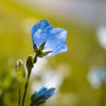 Horticulture_and_Pet-friendly-Coast-Guard-lakeside-camping-682×1024-1