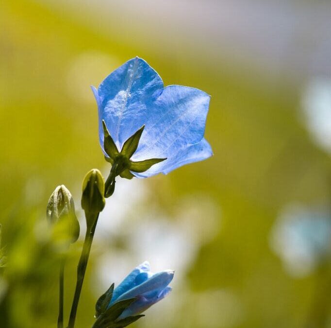 Horticulture / Green Thumbs & Growing Wonders: Discover The Magic…