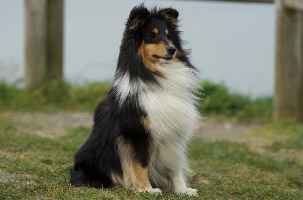 Icelandic Sheepdog ~ Meet The Icelandic Sheepdog: A Fluffy Friend…