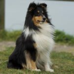 Icelandic-Sheepdog_and_VA-Loans-1024×682-1