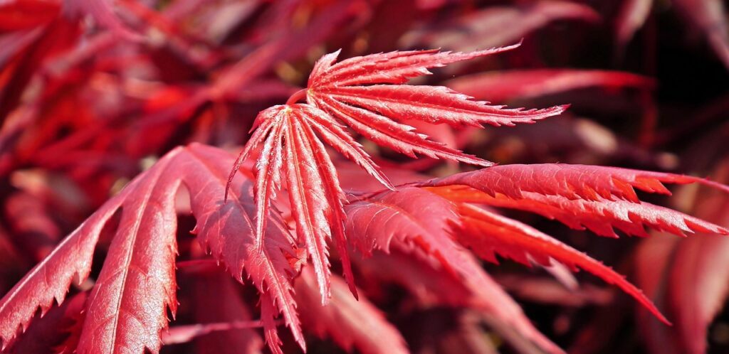 Japanese | Want To Learn A Cool Language? Dive Into…