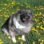 Keeshond_and_Lake-drought-mitigation-strategies-870×1024-1