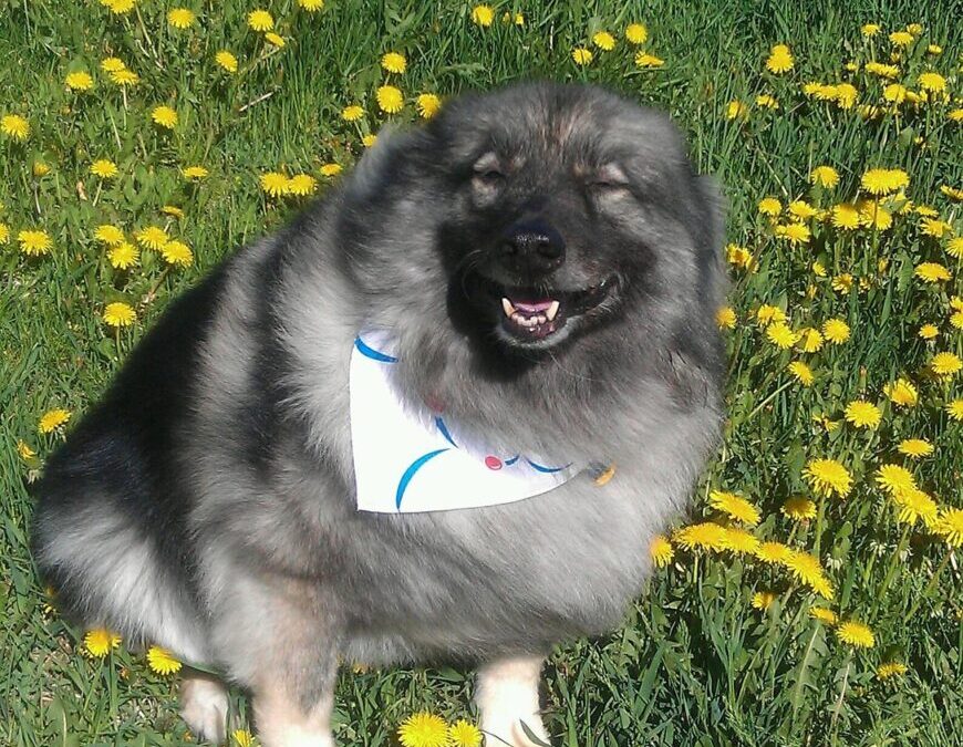 Keeshond » Meet The Keeshond: A Fluffy Friend With A…