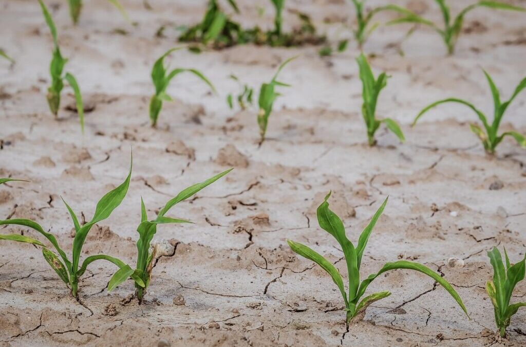 Lake Drought Prevention Methods | Saving Our Lakes: Battling Drought…