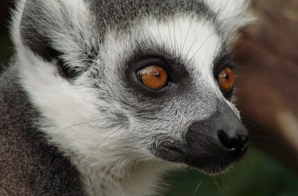 Lemur ~ Lemurs: The Coolest Primates In Madagascar! TL;DR: Lemurs…