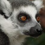 Lemur_and_Health-benefits-of-whole-grains-1024×768-1