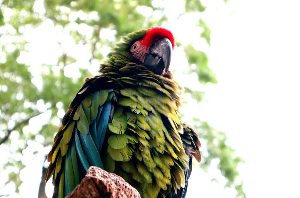 Macaw » Colorful Companions: Meet The Macaws! Have You Ever…