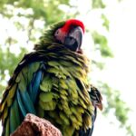 Macaw_and_23.-Water-Resource-Protection-1024×682-1