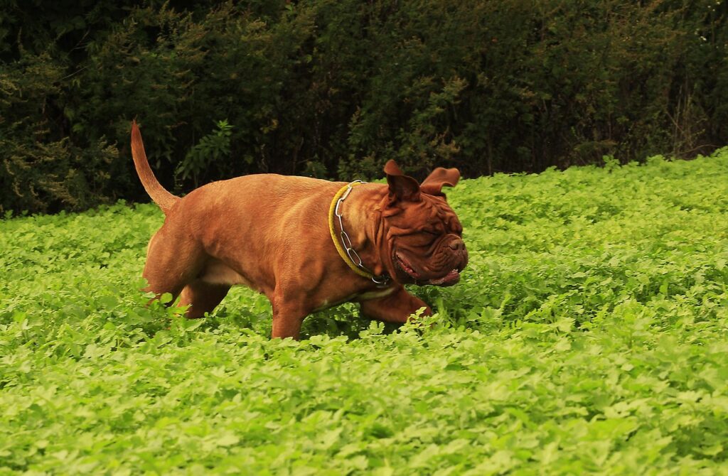 Mastiff ~ Meet The Gentle Giants: All About Mastiffs! TL;DR:…