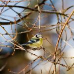 Misophonia_and_Winter-photography-composition-1024×682-1