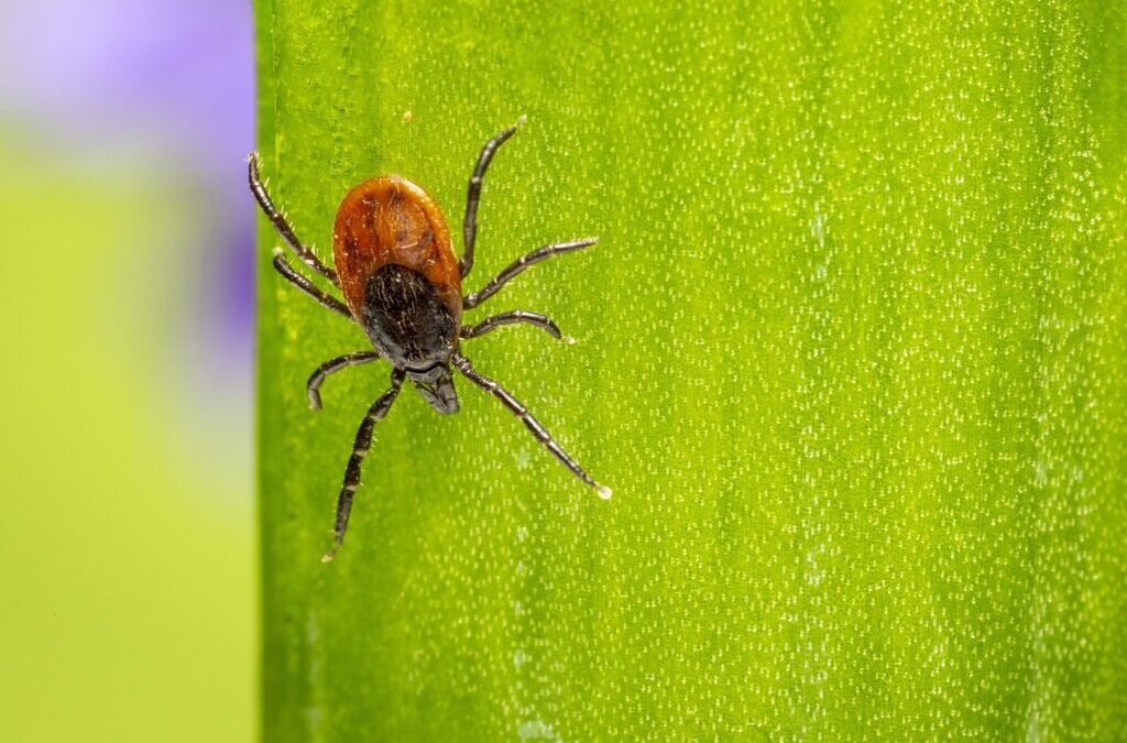 Mite / Tiny Creatures, Big Impact: All About Mites! TL;DR…