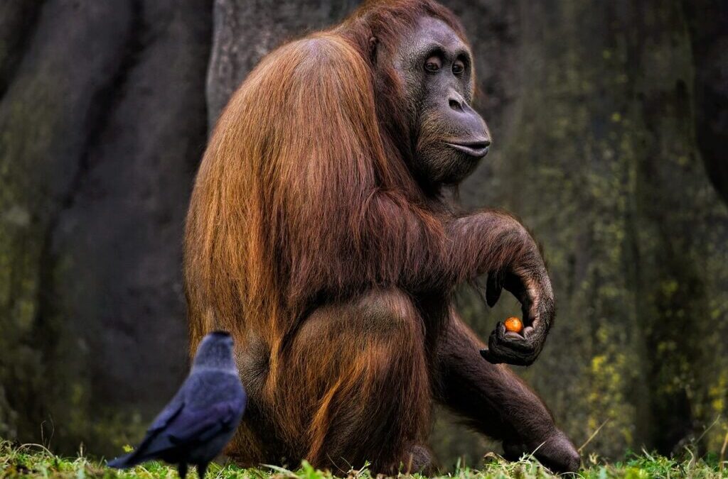 Orangutan » Meet The Amazing Orangutans! TL;DR – Orangutans Are…